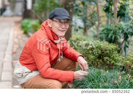 Senior male hobby gardening 85052162