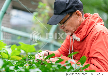 Senior male hobby gardening Senior male hobby gardening 85052176