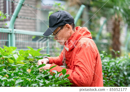 Senior male hobby gardening Senior male hobby gardening 85052177