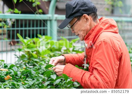 Senior male hobby gardening Senior male hobby gardening 85052179