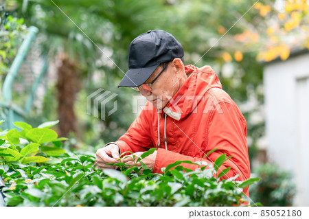 Senior male hobby gardening Senior male hobby gardening 85052180