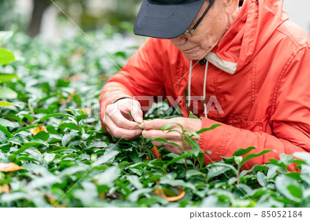 Senior male hobby gardening Senior male hobby gardening 85052184