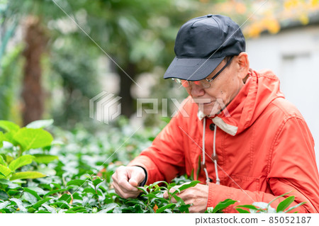 Senior male hobby gardening Senior male hobby gardening 85052187