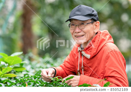 Senior male hobby gardening Senior male hobby gardening 85052189