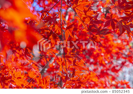 將山巒染紅的紅葉風景(楓) 將山巒染紅的紅葉風景(楓) 85052345