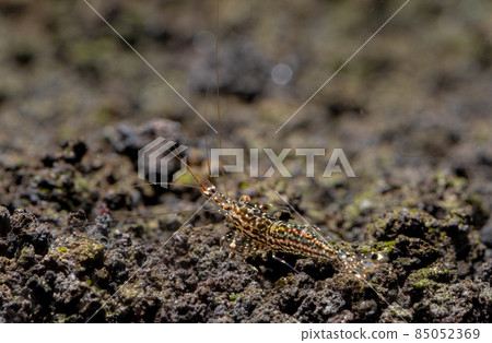 White orchid sulawesi dwarf shrimp look for food in volcanic rock or aquatic stone of fresh water White orchid sulawesi dwarf shrimp look for food in volcanic rock or aquatic stone of fresh water 85052369