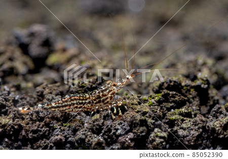 White orchid sulawesi dwarf shrimp look for food in volcanic rock or aquatic stone of fresh water 85052390