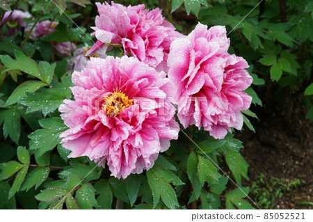 Large button wet in the rain Large button wet in the rain 85052521