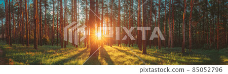 Sunset Sunrise Sun Sunshine In Sunny Summer Coniferous Forest. Sunlight Sunbeams Through Woods In Forest Landscape. Panorama Panoramic View Sunset Sunrise Sun Sunshine In Sunny Summer Coniferous Forest. Sunlight Sunbeams Through Woods In Forest Landscape. Panorama Panoramic View 85052796