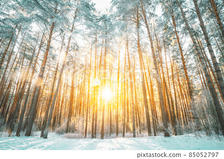 Beautiful Sunset Sunrise Sun Sunshine In Sunny Winter Snowy Coniferous Forest Beautiful Sunset Sunrise Sun Sunshine In Sunny Winter Snowy Coniferous Forest 85052797