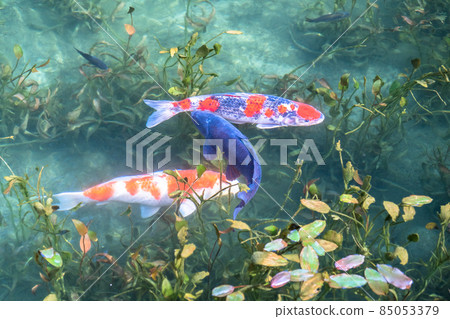 《Gifu Prefecture》 Monet's Pond / Autumn 85053379