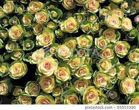 很多葉牡丹花排成一排 85053380