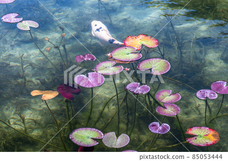 《岐阜縣》莫奈池 / 秋 85053444