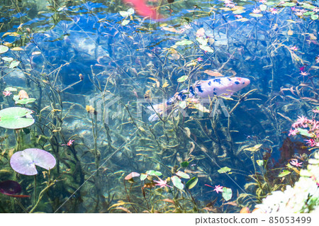 《Gifu Prefecture》 Monet's Pond / Autumn 《Gifu Prefecture》 Monet's Pond / Autumn 85053499