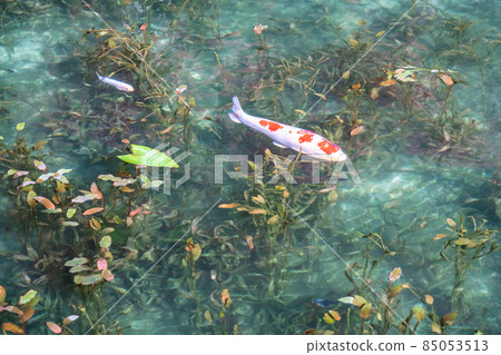 《Gifu Prefecture》 Monet's Pond / Autumn 《Gifu Prefecture》 Monet's Pond / Autumn 85053513