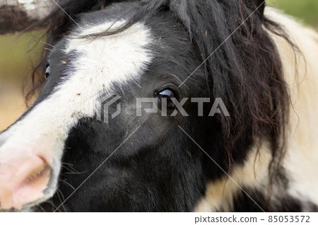 Cute pony Cute pony 85053572
