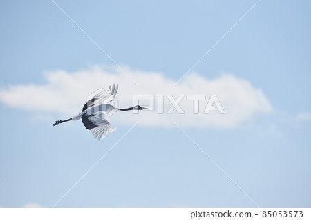 Flight form of cranes (Hokkaido, Tsurui) 85053573