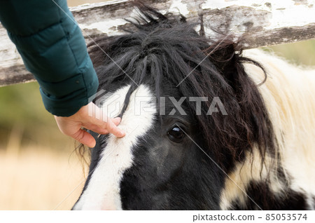 Stroking the pony Stroking the pony 85053574
