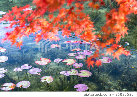 《Gifu Prefecture》 Monet's Pond / Autumn 《Gifu Prefecture》 Monet's Pond / Autumn 85053583