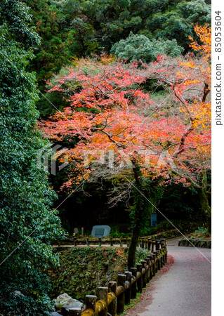 Autumn leaves in Minoh 85053604