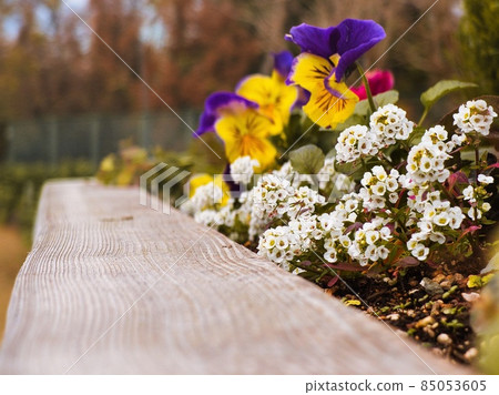 Teraike 花壇白色小花 85053605