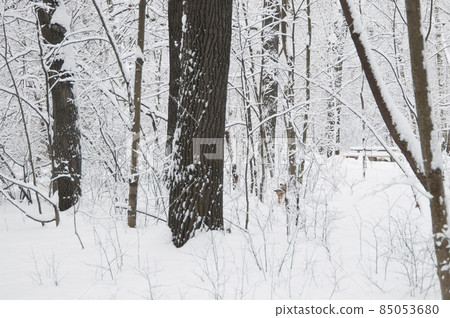 Winter landscape with a park after snowstorm 85053680