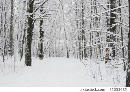 Winter landscape with a park after snowstorm 85053685