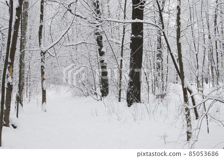 Winter landscape with a park after snowstorm 85053686