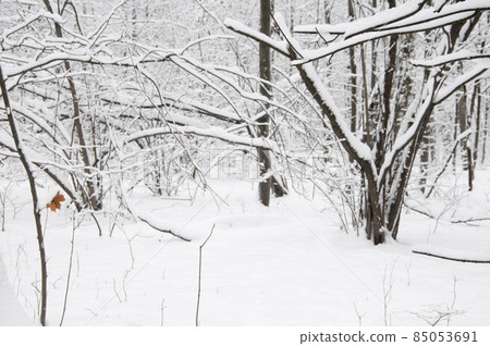 Winter landscape with a park after snowstorm. Winter landscape with a park after snowstorm. 85053691