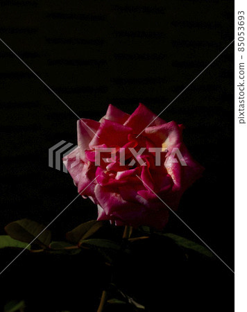 開花材料 開花材料 85053693