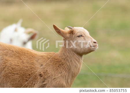 Cute goat Cute goat 85053755