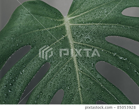 Tropical leaves monstera with drops on gray background. 85053928