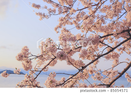 Photographed cherry blossoms and Chikubu Island in Takakaizu Osaki, Takashima City, Shiga Prefecture Photographed cherry blossoms and Chikubu Island in Takakaizu Osaki, Takashima City, Shiga Prefecture 85054571