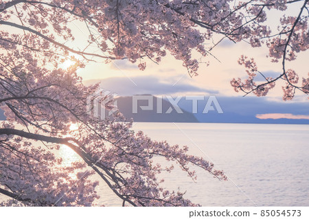 Photographed cherry blossoms and Chikubu Island in Takakaizu Osaki, Takashima City, Shiga Prefecture 85054573