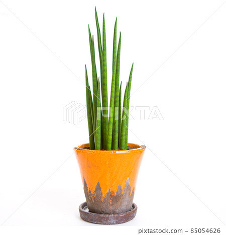 Houseplant, potted plant of Sansevieria [white background] 85054626