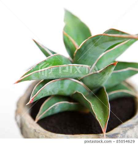 Ornamental plant, leaves of Sansevieria pingicula [white background] 85054629