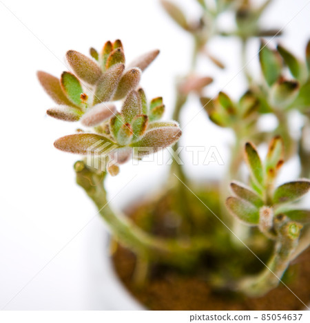 Kalanchoe Tomentosa 85054637