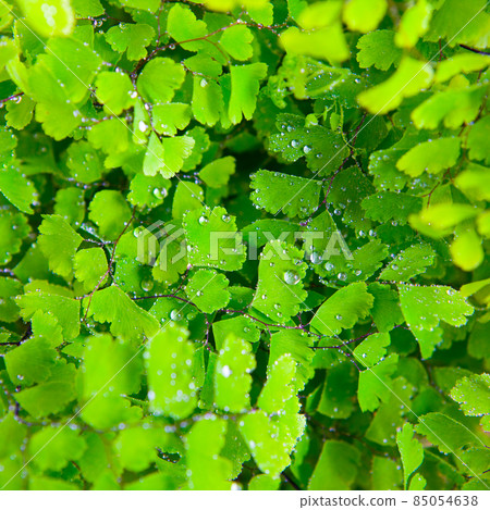 Asian tam and maidenhair fern 85054638