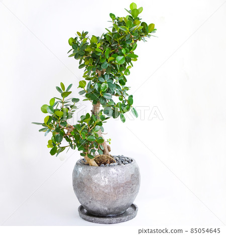 一種盆栽的熊貓榕樹，有可愛的觀葉植物和圓葉[白色背景] 85054645