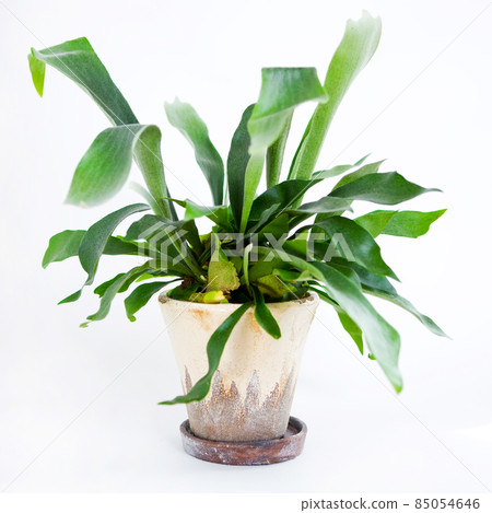 觀葉植物盆栽，蝙蝠蘭（鹿角蕨）[白色背景] 85054646