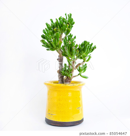 肉質植物，太空樹盆栽（Crassula Gorham）[白色背景] 85054647