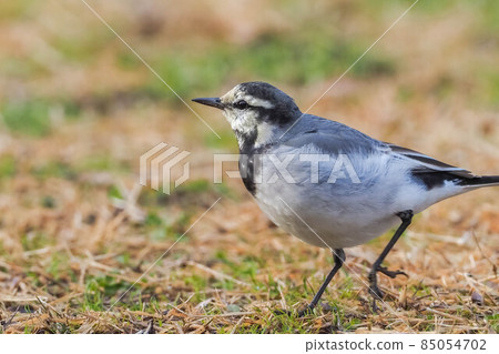 Black-backed Wagtail looking for food on the lawn 85054702