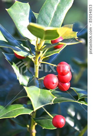 冬青紅色漿果 85054853