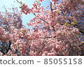 In the spring cherry blossom season 85055158