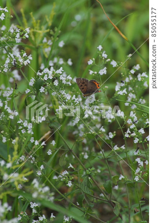 Small white flowers and small copper 85055177