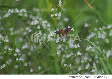 Small white flowers and small copper 85055179