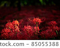 Guren Hua 85055388