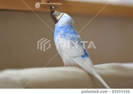 Parakeet 85055436