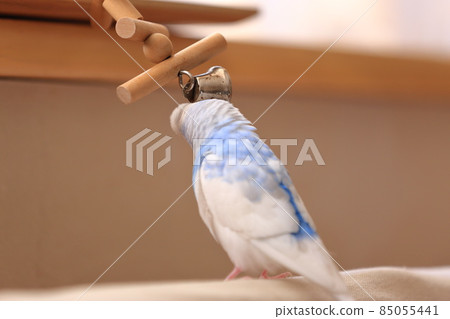 Parakeet Parakeet 85055441