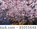 A cherry-blossom party at night 85055648